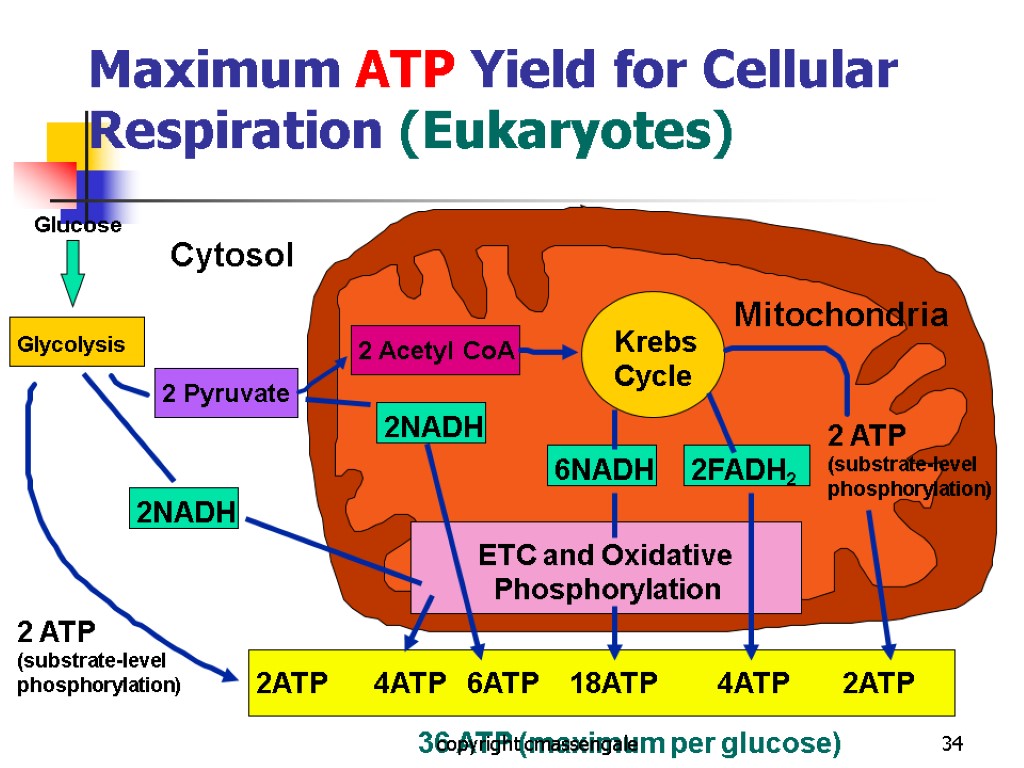 34 Maximum ATP Yield for Cellular Respiration (Eukaryotes) 36 ATP (maximum per glucose) copyright